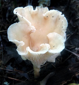 Cantharellus alborufescens